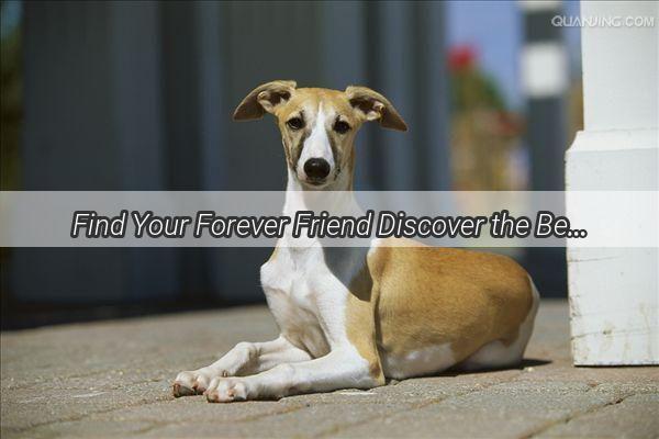 Find Your Forever Friend Discover the Best Places in Xinxiang for Adopting Golden Retrievers